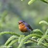 Robin