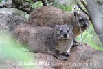 Rock Hyrax