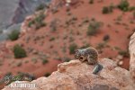 Rock Squirrel