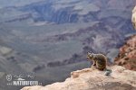 Rock Squirrel