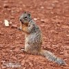 Rock Squirrel