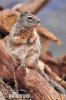 Rock Squirrel