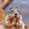 Rock Squirrel