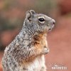 Rock Squirrel