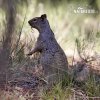 Rock Squirrel