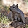 Rock Squirrel