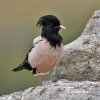 Rose-coloured Starling