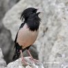 Rose-coloured Starling