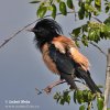 Rose-coloured Starling