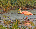 Roseate Spoonbill