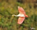 Roseate Spoonbill