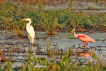 Roseate Spoonbill