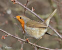 Rouge-gorge familier