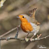 Rouge-gorge familier