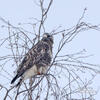 Rough-legged Buzzard