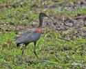 Rudasis ibis