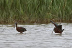 Rudasis ibis