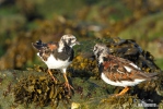 Ruddy Turnstone