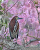 Rufescent Tiger-Heron