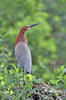 Rufescent Tiger-Heron