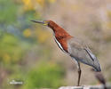 Rufescent Tiger-Heron