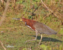 Rufescent Tiger-Heron