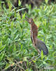 Rufescent Tiger-Heron