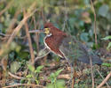 Rufescent Tiger-Heron