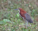 Rufescent Tiger-Heron