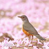 Rufous-bellied Thrush