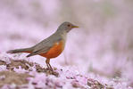 Rufous-bellied Thrush