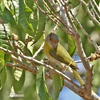 Rufous-browed Peppershrike