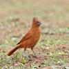 Rufous Cacholote