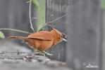 Rufous Cacholote