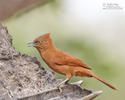 Rufous Cacholote