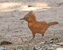 Rufous Cacholote