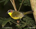 Rufous-capped Warbler