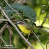 Rufous-capped Warbler