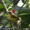 Rufous-capped Warbler