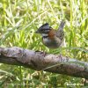 Rufous-collared Sparrow