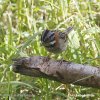Rufous-collared Sparrow