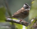 Rufous-collared Sparrow