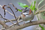 Rufous-collared Sparrow