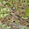 Rufous-collared Sparrow