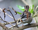 Rufous-collared Sparrow