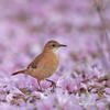 Rufous Hornero