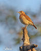 Rufous Hornero