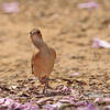 Rufous Hornero