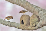 Rufous Hornero