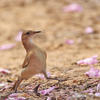 Rufous Hornero